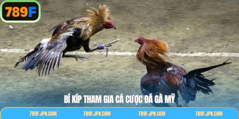 Đá gà Mỹ cùng mẹo dễ thắng từ chuyên gia