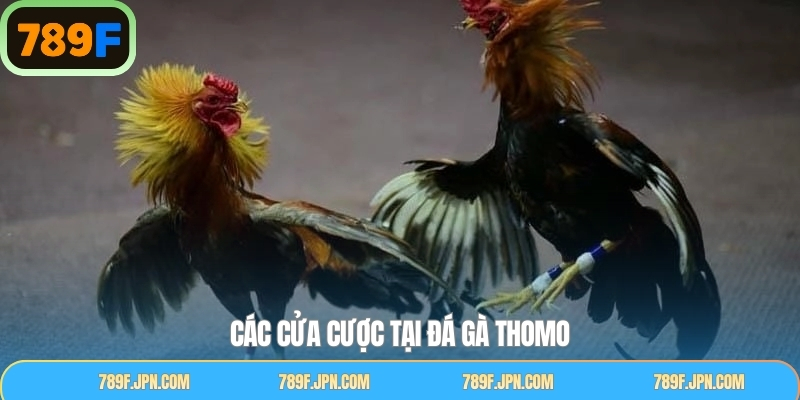 Khám phá các loại kèo cược phổ biến trong đá gà Thomo