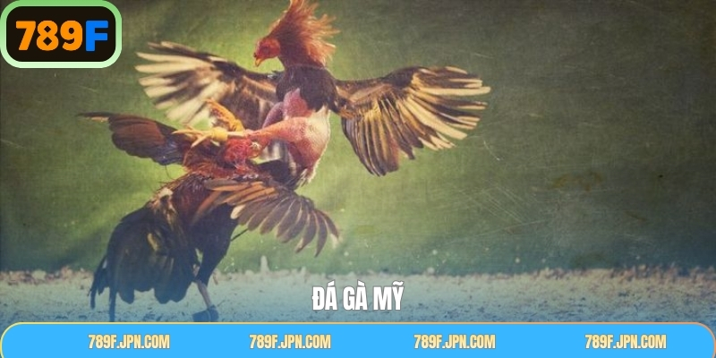 Đá Gà Mỹ – Điểm Hẹn Những Pha So Tài Đỉnh Cao Tại 789F