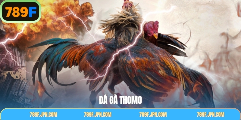 Đá Gà Thomo - Hình Thức Giải Trí Được Ưa ChuộngTại 789F