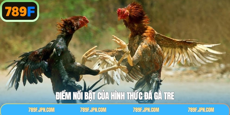 Đá gà tre trực tiếp hình ảnh siêu rõ nét, chân thực
