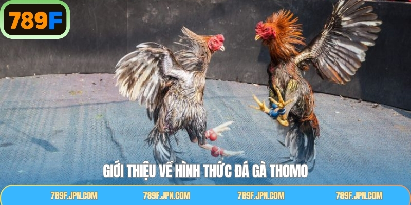 Điểm qua sự thú vị trong đá gà Thomo