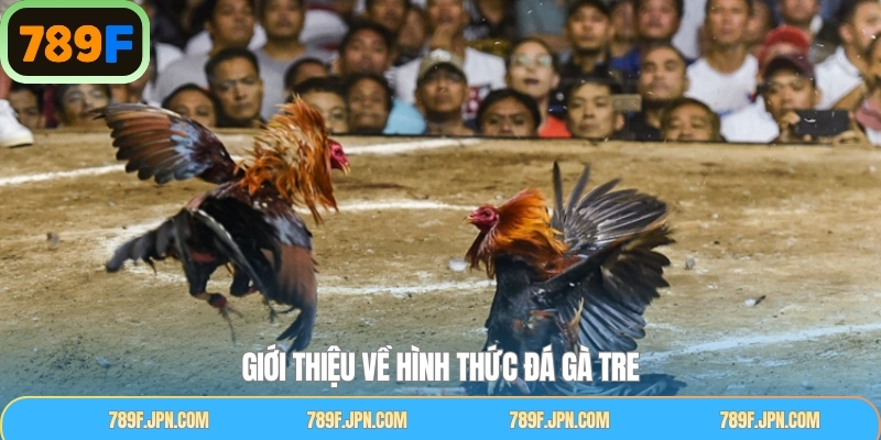 Tổng quan về chọi gà tre tại nhà cái 789F