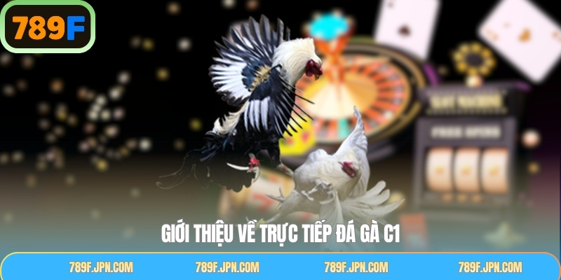Khám phá giải C1 đá gà hấp dẫn