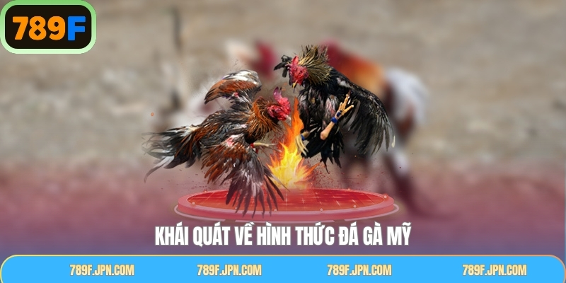 Vài nét tổng quan về chọi kê Mỹ nổi tiếng