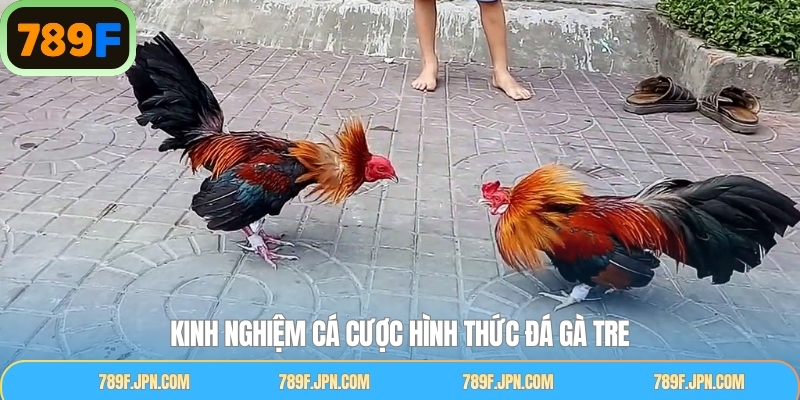 Bí kíp chinh phục đá gà siêu hiệu quả, thu lợi nhuận khủng
